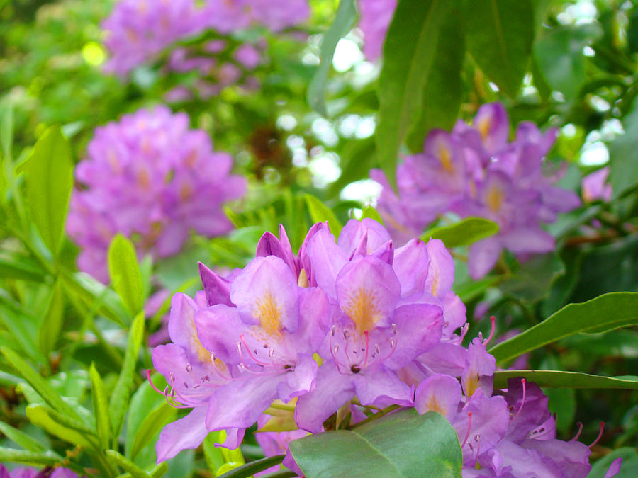 Green Rhododendron Floral Garden Pink Purple Art Prints Photograph