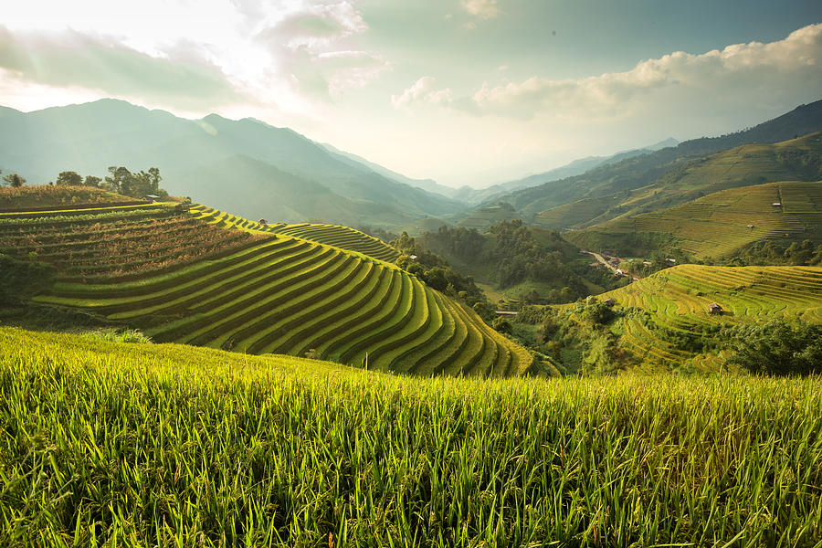 Green Rice field  on terraced Photograph by Sutiporn Somnam
