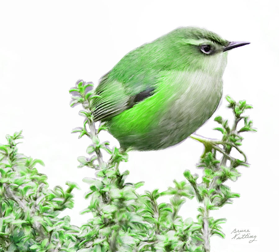 Green Rock Wren Painting by Bruce Nutting