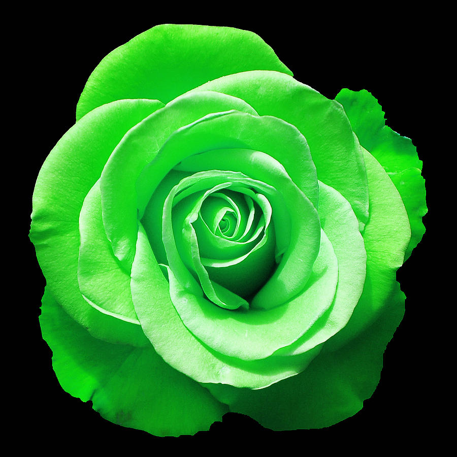 Green Flower Rose