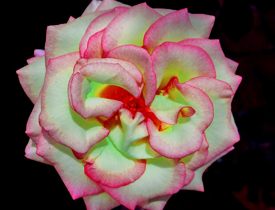 Green Rose Photograph by Dennis Dugan