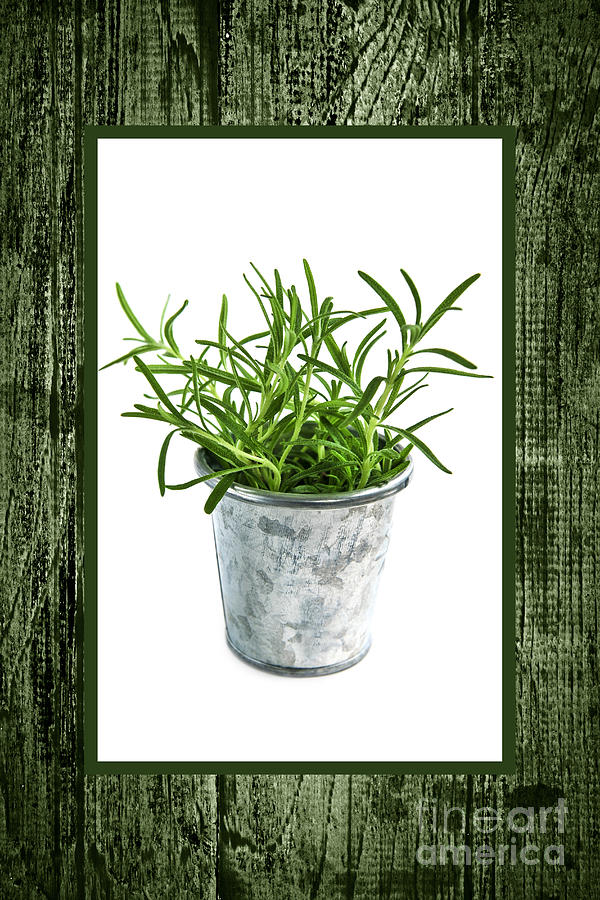 Pot Photograph - Green rosemary herb in small pot by Elena Elisseeva