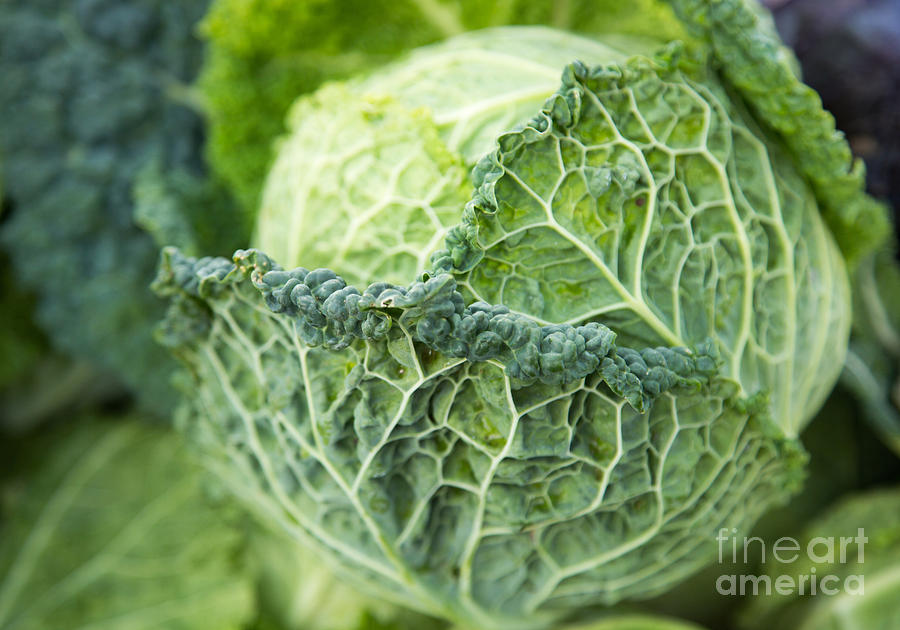 Green Ruffled Cabbage Photograph by Rebecca Cozart