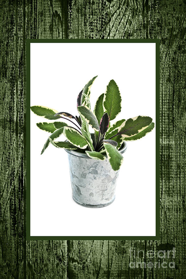 Pot Photograph - Green sage herb in small pot by Elena Elisseeva