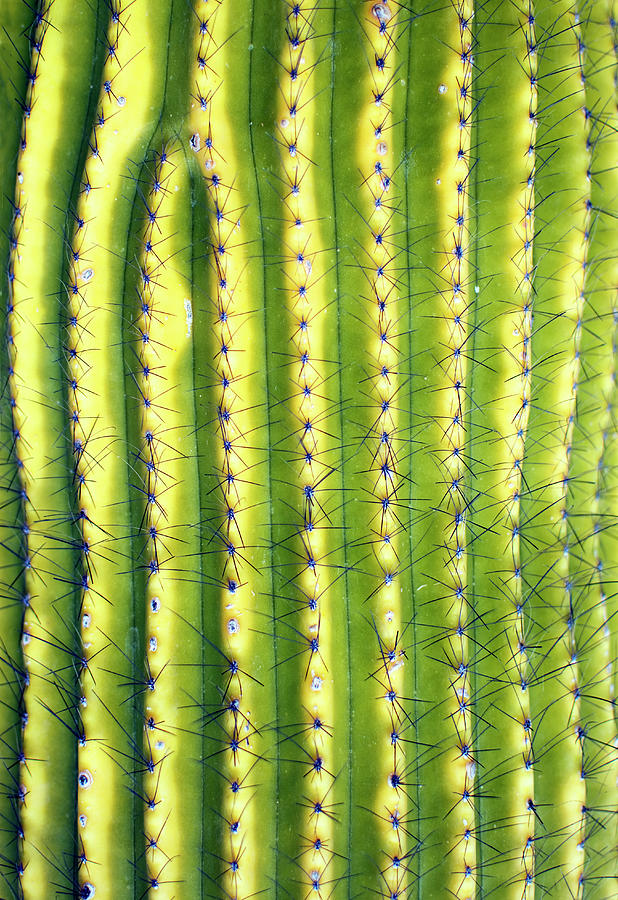Green Saguaro Cactus Photograph by Peter Starman