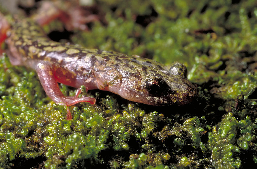 Green Salamander Photograph by Robert Noonan