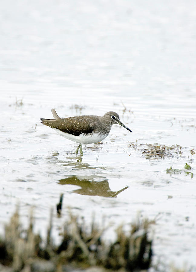 Summer Photograph - Green Sandpiper by John Devries/science Photo Library