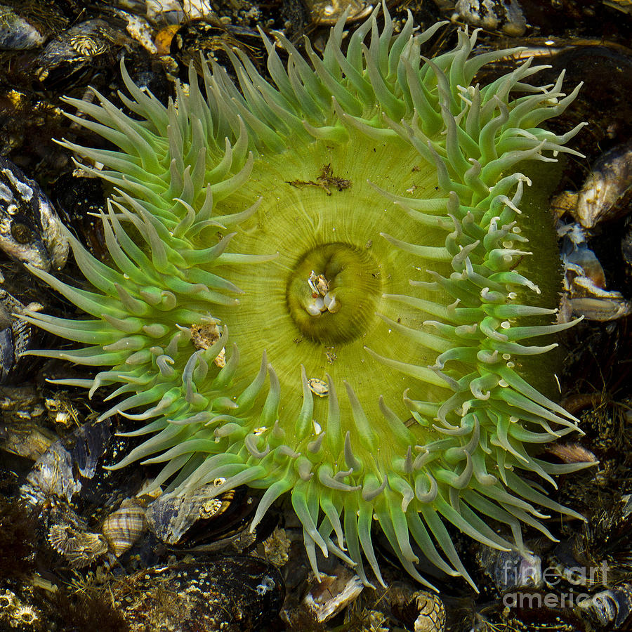 Green Sea Anemone Photograph by Carrie Cranwill