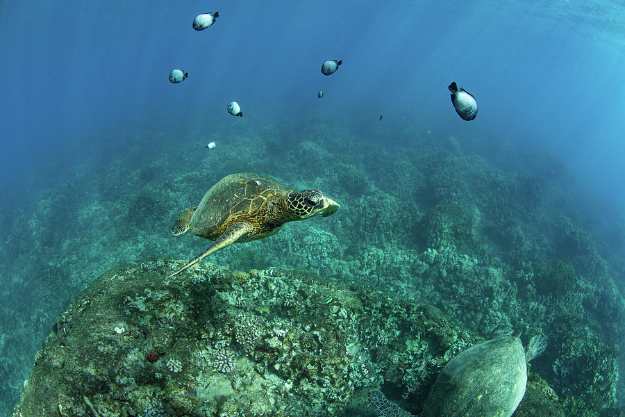Green Sea Turtle And Fish Swimming Photograph by Panoramic Images