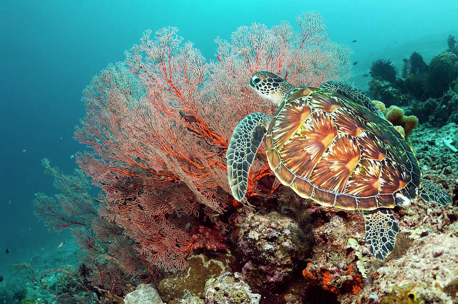 Green Sea Turtle And Gorgonian Photograph by Georgette Douwma
