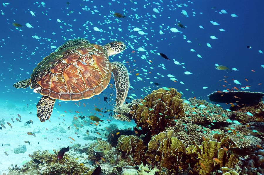 Green Sea Turtle And Reef Fish Photograph by Georgette Douwma