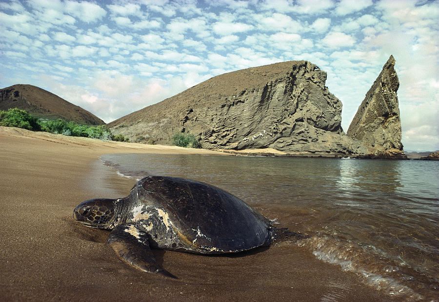 Green Sea Turtle Bartolome Island Photograph by Tui De Roy