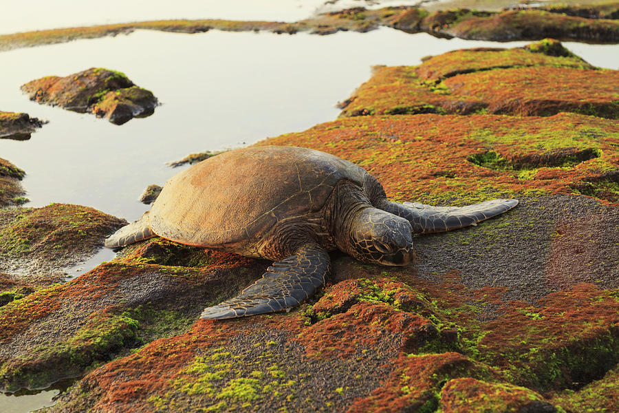 Green Sea Turtle Chelonia Mydas On Photograph by Stuart Westmorland / Design Pics
