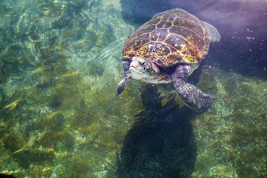 Green Sea Turtle Chelonia Mydas Photograph by Photostock-israel/science ...