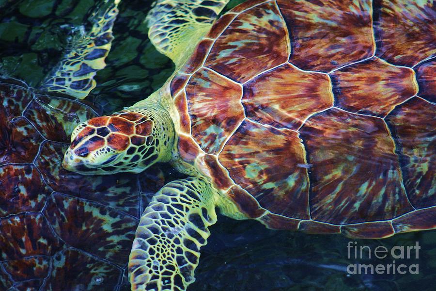Turtle Photograph - Green Sea Turtle by Chuck Hicks