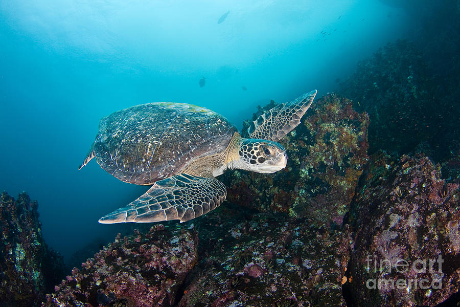 Green Sea Turtle Photograph by David Fleetham