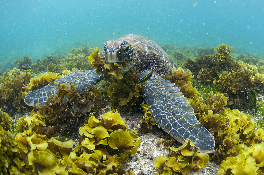 Green Sea Turtle Eating Seaweed Photograph by Tui De Roy | Fine Art America