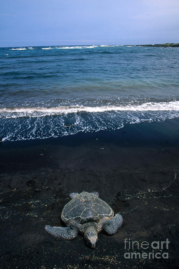 Green Sea Turtle Emerging To Nest Photograph by Mark Newman