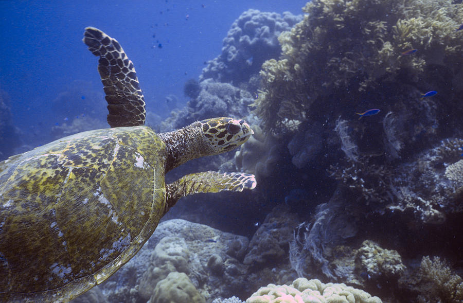 Green Sea Turtle Photograph by Greg Ochocki