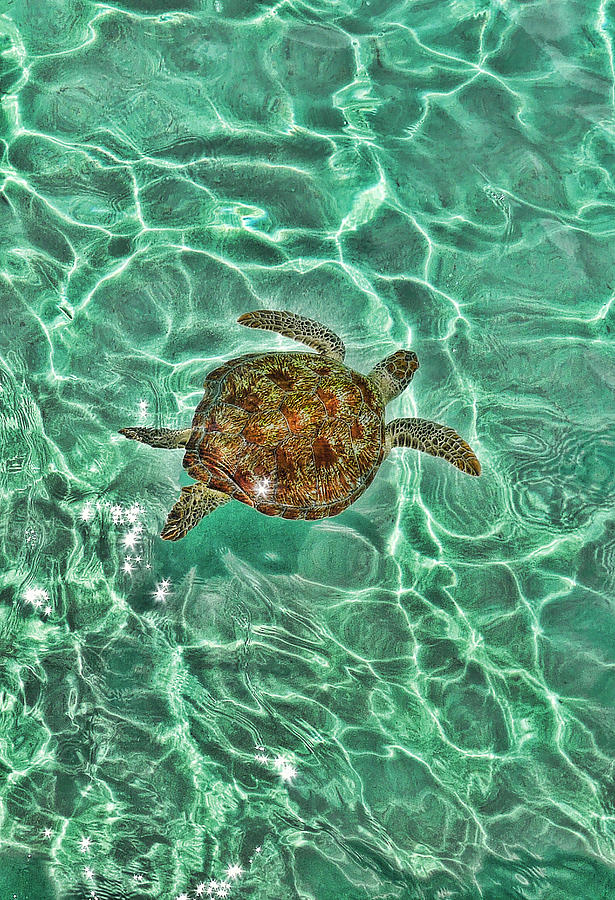 Green Sea Turtle In Turquoise Water Photograph by Douglas Peebles