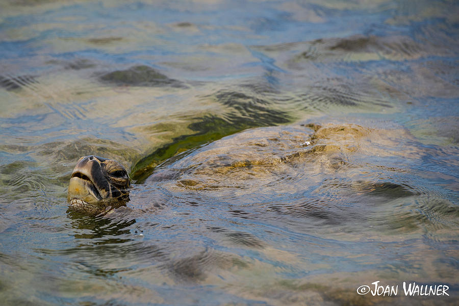 Green Sea Turtle Photograph by Joan Wallner