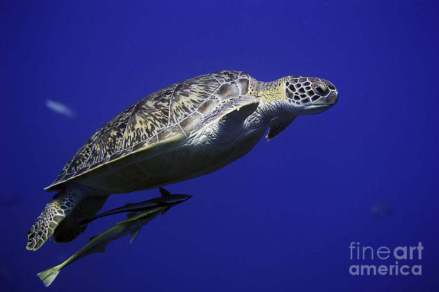 Green Sea Turtle Photograph by JT Lewis
