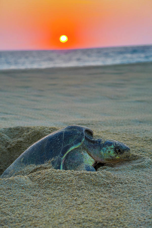 Green Sea Turtle Laying Eggs, Hotelito Photograph by Douglas Peebles