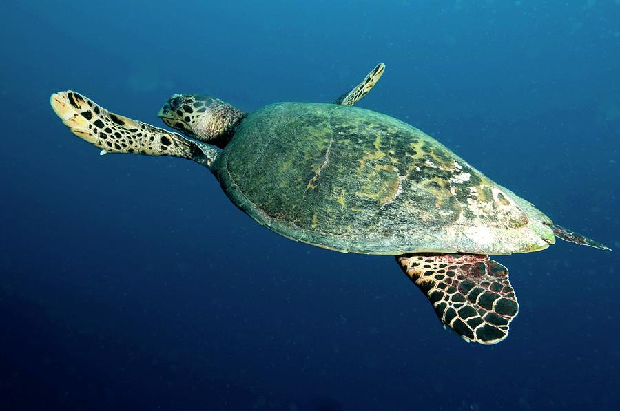 Green Sea Turtle Photograph by Louise Murray/science Photo Library ...