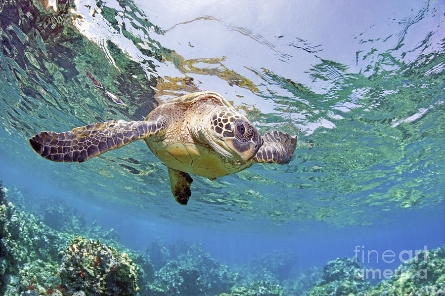 Green sea turtle Photograph by M Swiet Productions