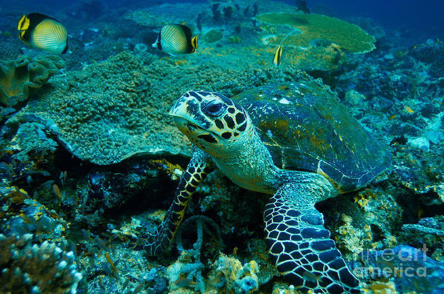 Green Sea Turtle Photograph by Manfred Bail