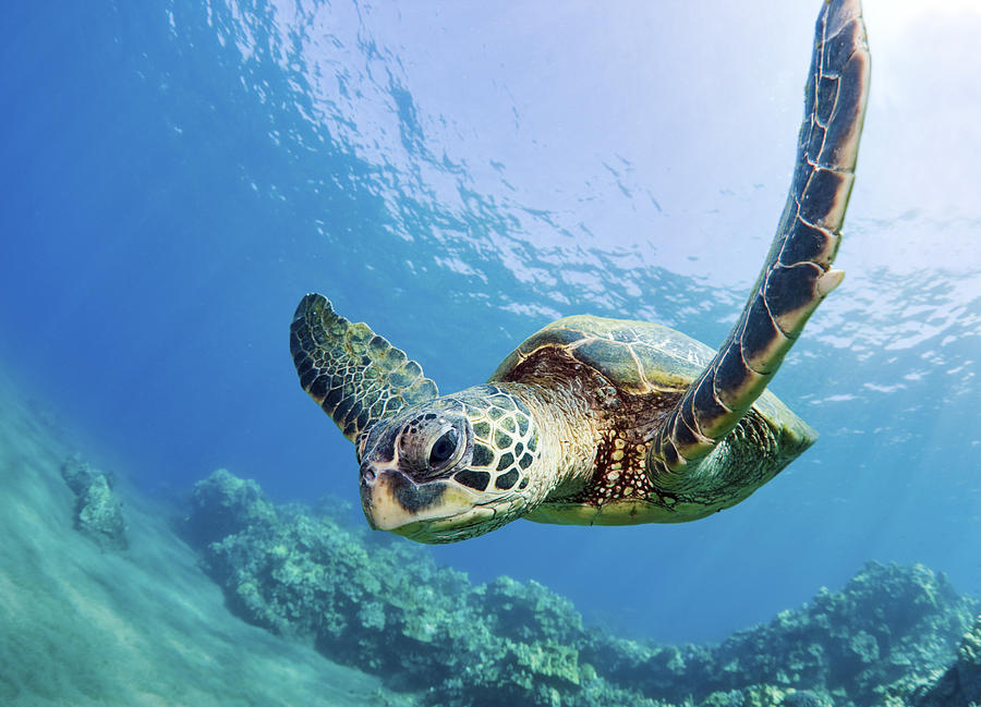 Turtle Photograph - Green Sea Turtle - Maui by M Swiet Productions