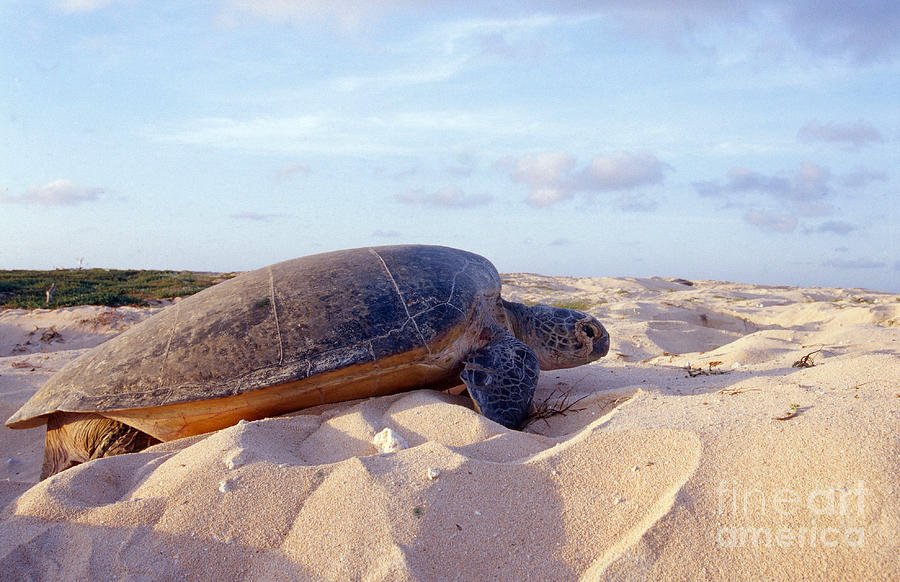 Green Sea Turtle Nesting Photograph by Bill Bachmann