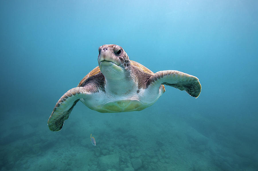 Green Sea Turtle Off Canary Islands Photograph by James R.d. Scott
