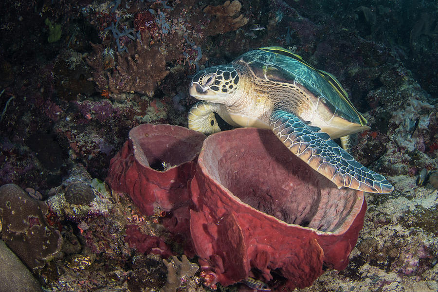 Green Sea Turtle On A Barrel Sponge Photograph by Brandi Mueller Fine