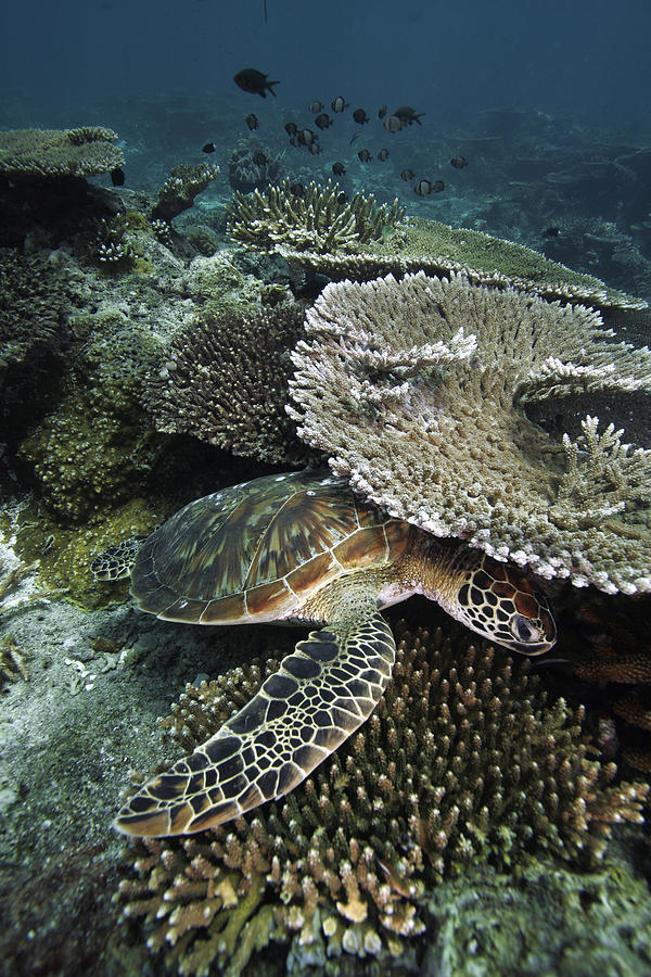 Green Sea Turtle On Coral Reef Sipadan Photograph by Hiroya Minakuchi