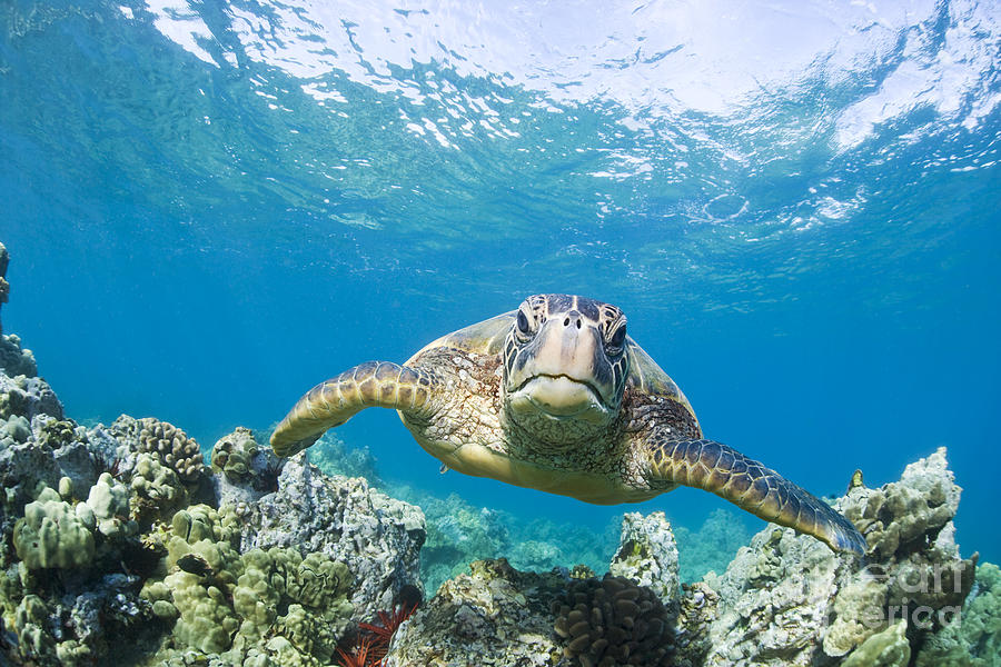 Green Sea Turtle over Reef Photograph by M Swiet Productions