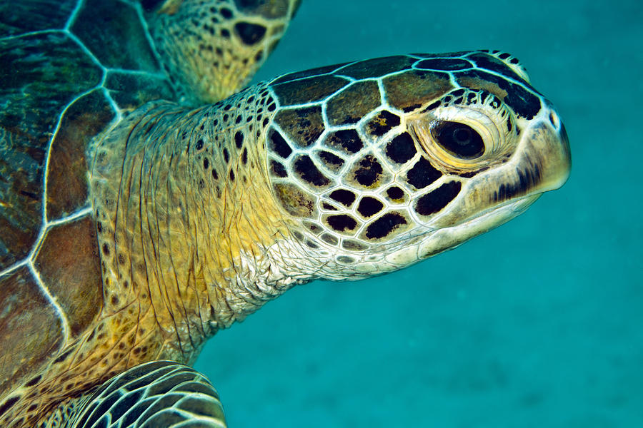 Green sea turtle portait Photograph by David Wachenfeld - Fine Art America