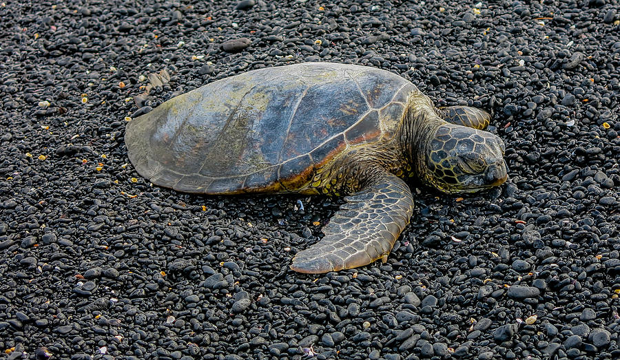 Hawaiian Green Sea Turtle Photograph by Sam Amato