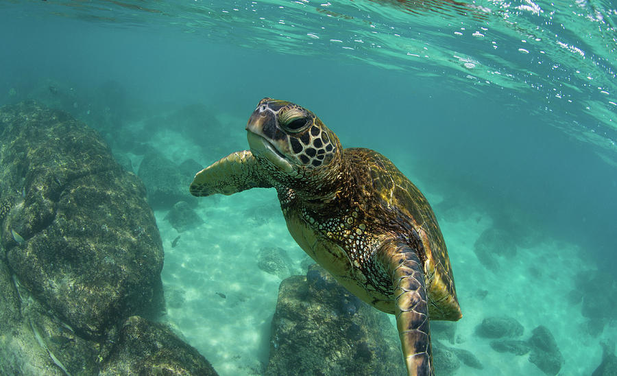 Green Sea Turtle Swimming Photograph By Panoramic Images