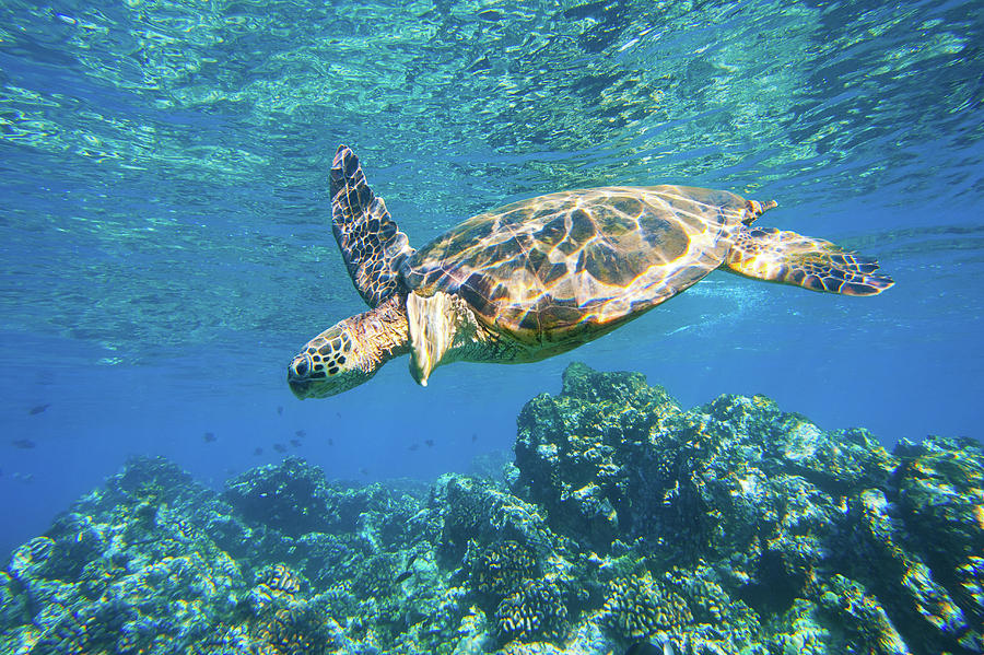 Green Sea Turtle Swimming In Ocean Sea Photograph by Design Pics Vibe