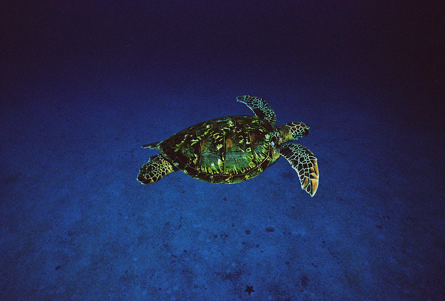 Green Sea Turtle Swimming Off Of Cocos Photograph by Flip Nicklin