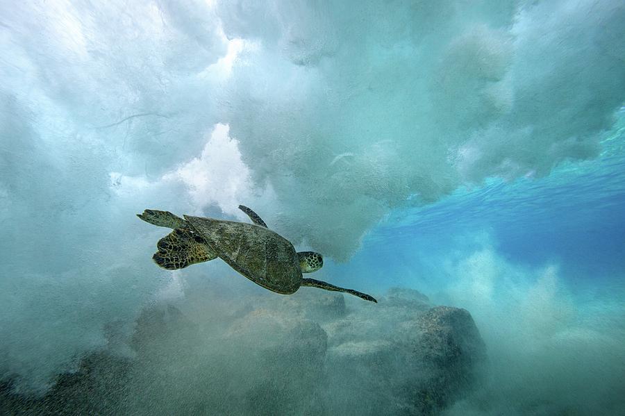 Green Sea Turtle Swimming Through Wave Photograph by James R.d. Scott