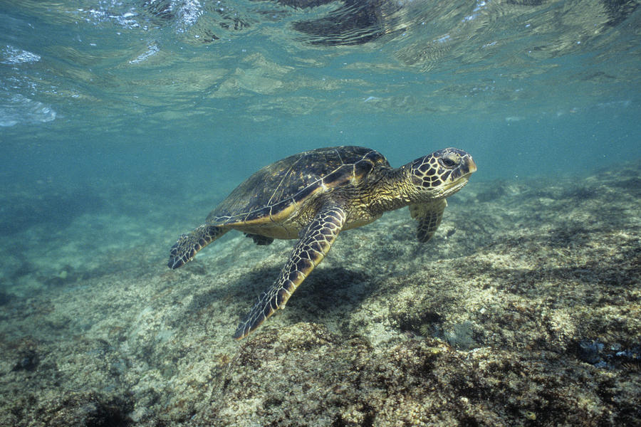 Green Sea Turtle Photograph by Thomas And Pat Leeson