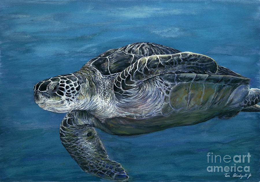 Green Sea Turtle Painting by Tom Blodgett Jr
