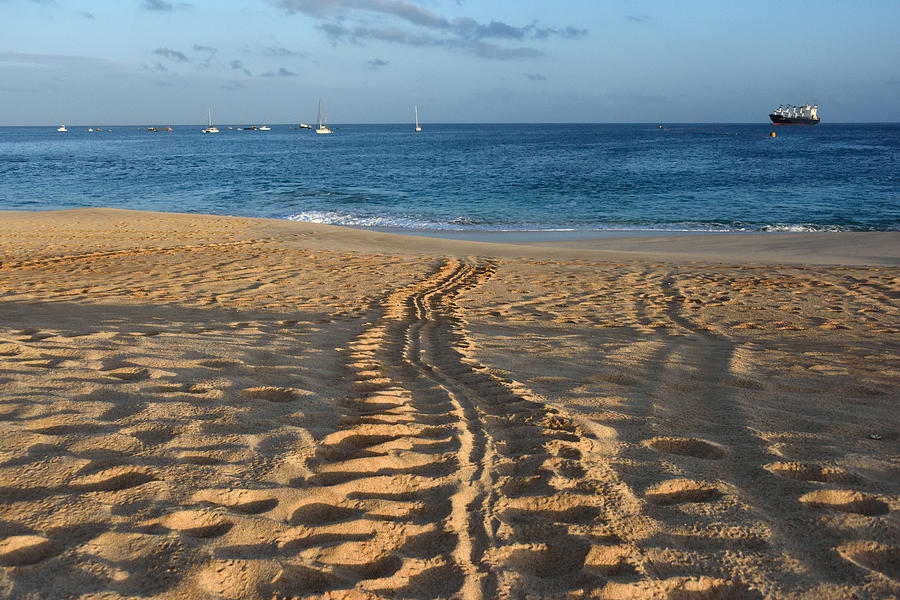 Green Sea Turtle Tracks By Robert Kennett