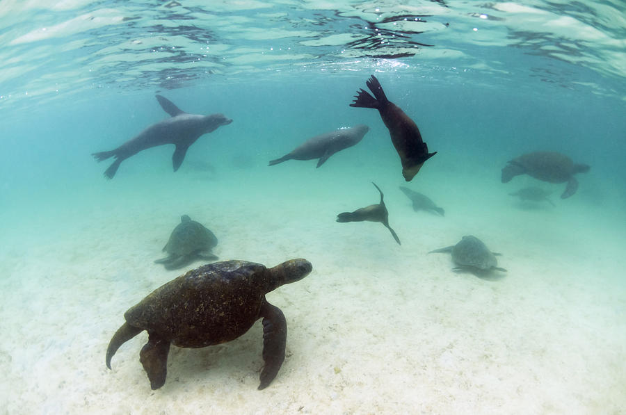 Green Sea Turtles And Sealions Galapagos Photograph by Tui De Roy