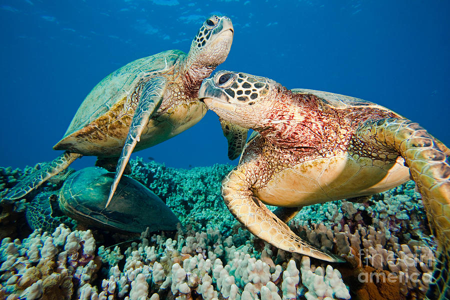 Green Sea Turtles Photograph by David Fleetham
