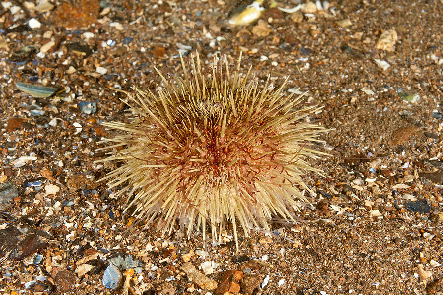 Green Sea Urchin Photograph by Andrew J. Martinez