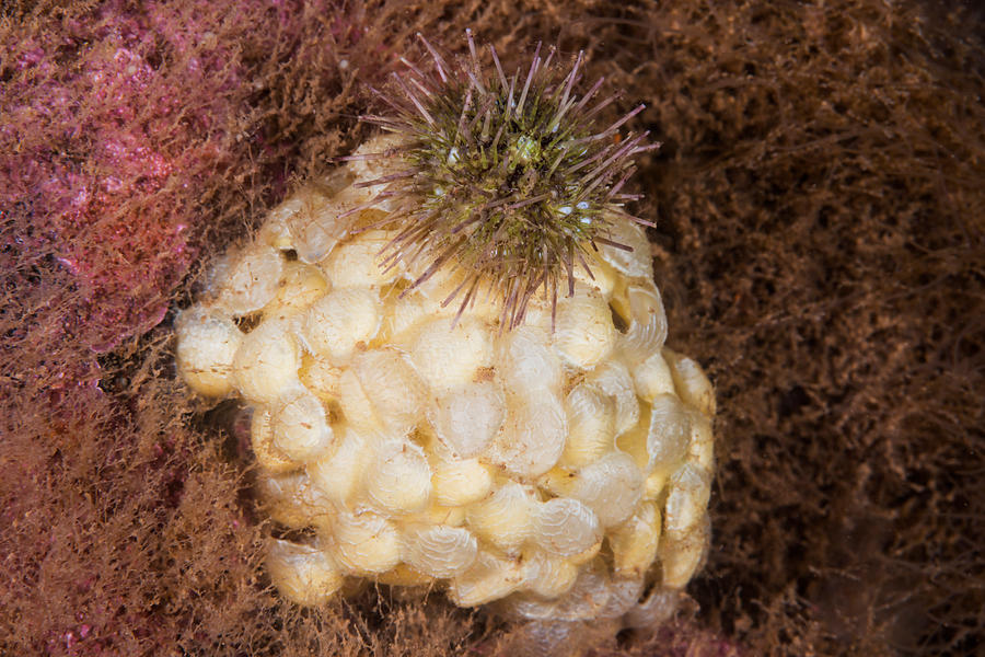 Green Sea Urchin Feeding Photograph by Andrew J. Martinez