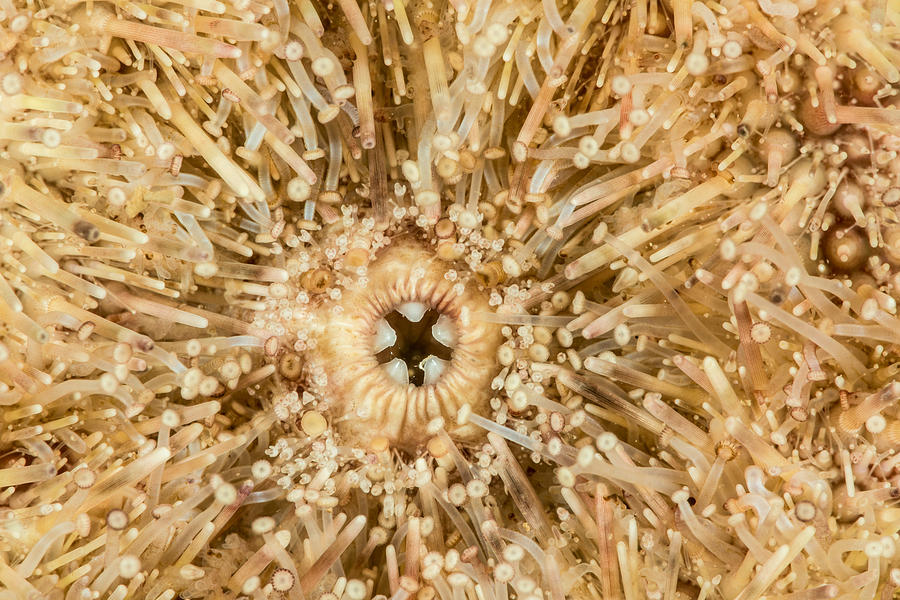 Green Sea Urchin Teeth Photograph by Andrew J. Martinez